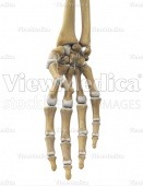 Hand, thumb flexion (skeletal, palmar view)