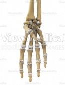 Hand, thumb full flexion (skeletal, palmar view)