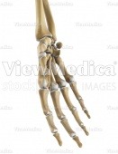 Hand (skeletal, perspective view of palmar side)