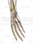 Hand with veins (skeletal, perspective view of palmar side)