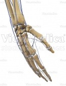 Hand with veins (skeletal, perspective view of dorsal side)