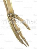 Hand with nerves (skeletal, perspective view of dorsal side)