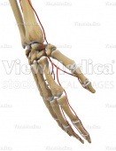 Hand with arteries (skeletal, perspective view of dorsal side)