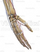 Hand with arteries and veins (skeletal, perspective view of dorsal side)