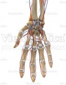 Hand with arteries and veins (skeletal, palmar view)