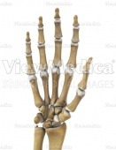 Hand (skeletal, palmar view, raised)