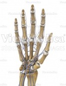 Hand with veins (skeletal, palmar view, raised)