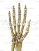 Hand with nerves (skeletal, palmar view, raised)