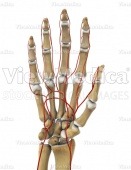 Hand with arteries (skeletal, palmar view, raised)
