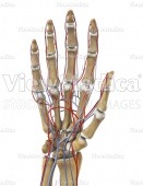 Hand with arteries and veins (skeletal, palmar view, raised)