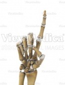 Hand, counting one (skeletal, palmar view)