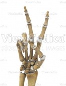 Hand, counting two (skeletal, palmar view)