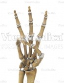Hand, counting three (skeletal, palmar view)