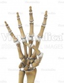 Hand, counting four (skeletal, palmar view)