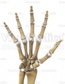 Hand, counting five (skeletal, palmar view)