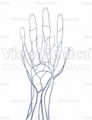 Hand, venous system (palmar view, raised)