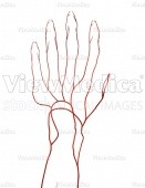 Hand, arterial system (palmar view, raised)