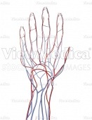 Hand, vascular system (palmar view, raised)