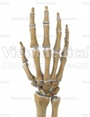 Hand (skeletal, dorsal view, raised)