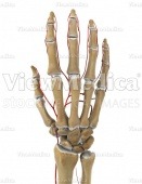 Hand with arteries (skeletal, dorsal view, raised)
