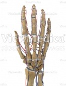 Hand with arteries and veins (skeletal, dorsal view, raised)