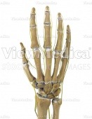 Hand with nerves (skeletal, dorsal view, raised)
