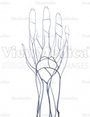Hand, venous system (dorsal view, raised)