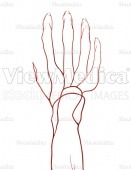 Hand, arterial system (dorsal view, raised)