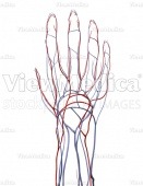 Hand, vascular system (dorsal view, raised)