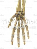 Hand with nerves (skeletal, palmar view)