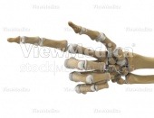Hand, index finger pointing to side, fingers relaxed (skeletal, palmar view)