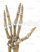 Hand, vulcan greeting (skeletal, palmar view)