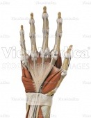 Hand with musculature (skeletal, palmar view)