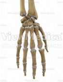 Hand (skeletal, dorsal view)
