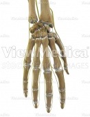 Hand with nerves (skeletal, dorsal view)