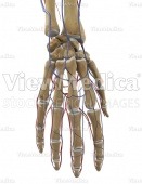 Hand with arteries and veins (skeletal, dorsal view)