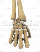 Hand closed into a fist (skeletal, dorsal view)