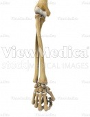 Hand and forearm (skeletal, pronation, dorsal view, hand in fist)
