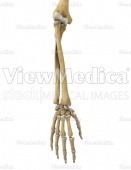 Hand and forearm (skeletal, pronation, dorsal view)