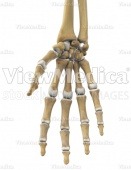 Hand (skeletal, palmar view)