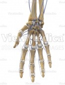 Hand with veins (skeletal, palmar view)