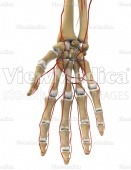 Hand with arteries (skeletal, palmar view)