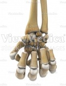 Hand closed into a tight fist (skeletal, palmar view)