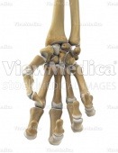 Hand opening (skeletal, palmar view)