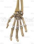 Hand, fingers closing (skeletal, palmar view)