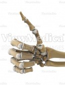 Hand, thumbs up (skeletal, palmar view)